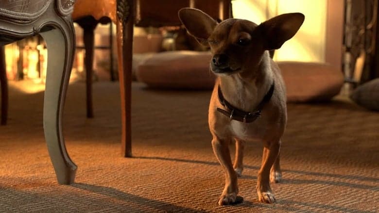 Beverly Hills Chihuahua 3: Viva la Fiesta! still