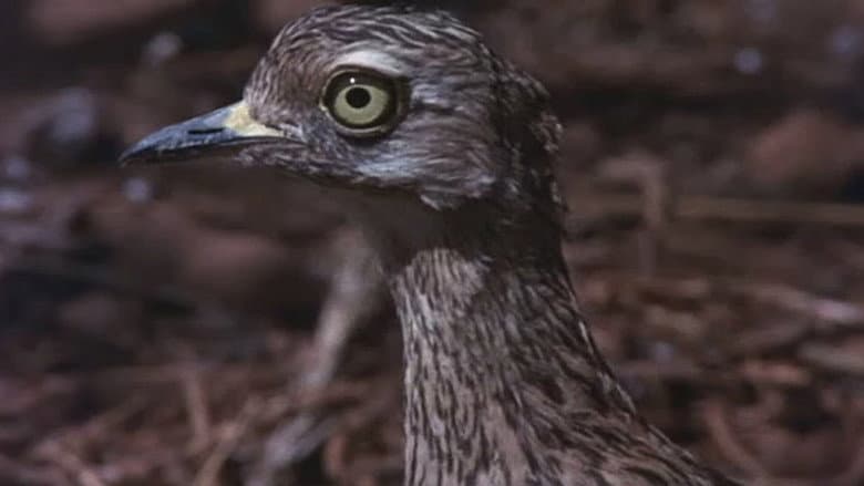 Animals Are Beautiful People still