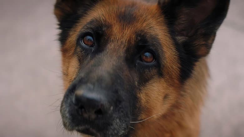 A Dog Named Palma still