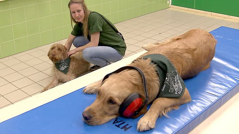 Wie Tiere fühlen still