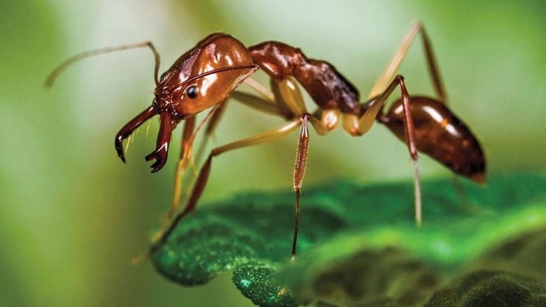 Ants - Nature's Secret Power still