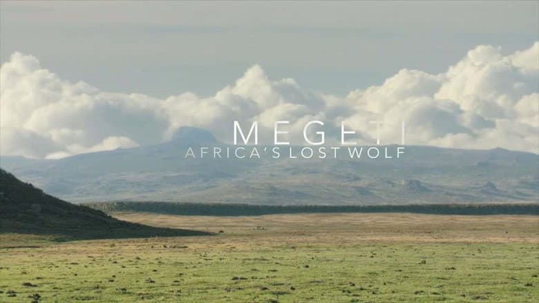 Megeti - Africa's Lost Wolf still
