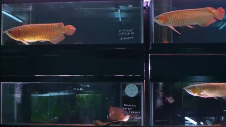 Cold Fish still