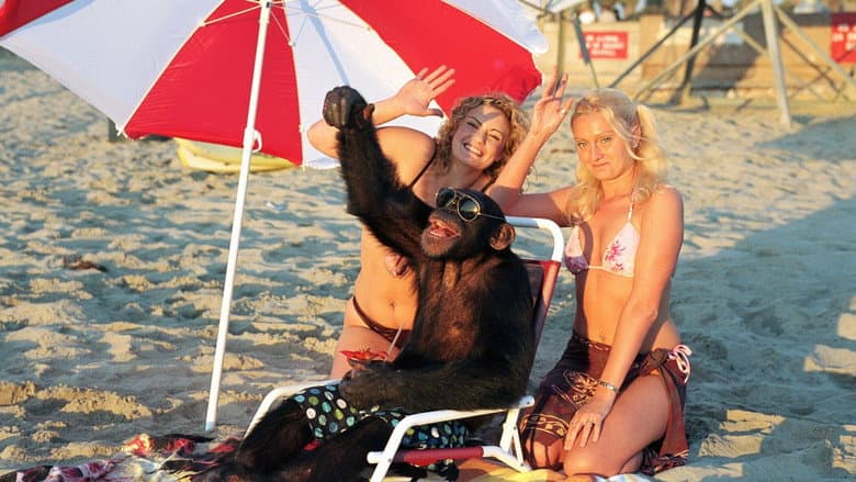 Funky Monkey still