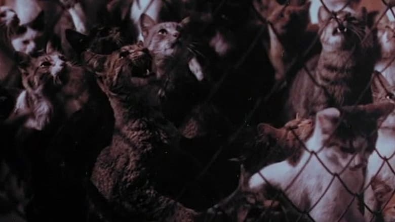 The Night of a Thousand Cats still