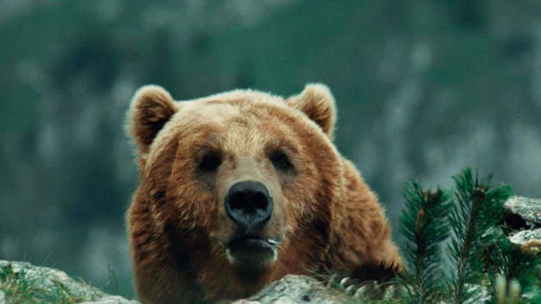 The Bear still