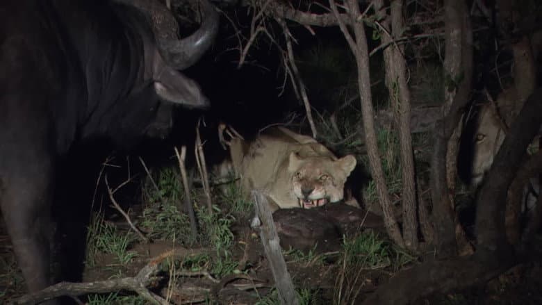 Predators in Peril still