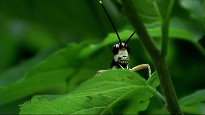 Beetle Queen Conquers Tokyo still