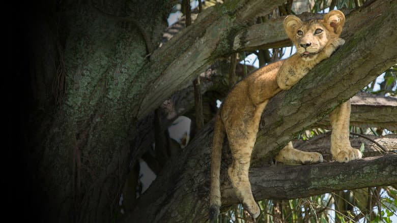 Tree Climbing Lions still
