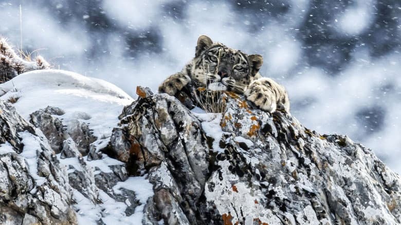 The Frozen Kingdom of the Snow Leopard still