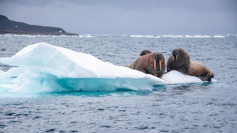 Under Thin Ice still