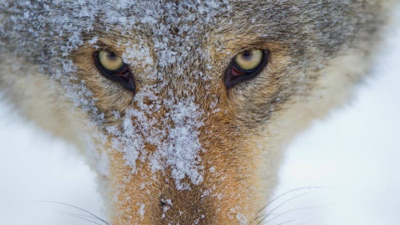 Wolf: Wanderer Without Borders still