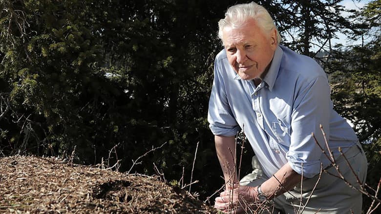 Attenborough and the Empire of the Ants still
