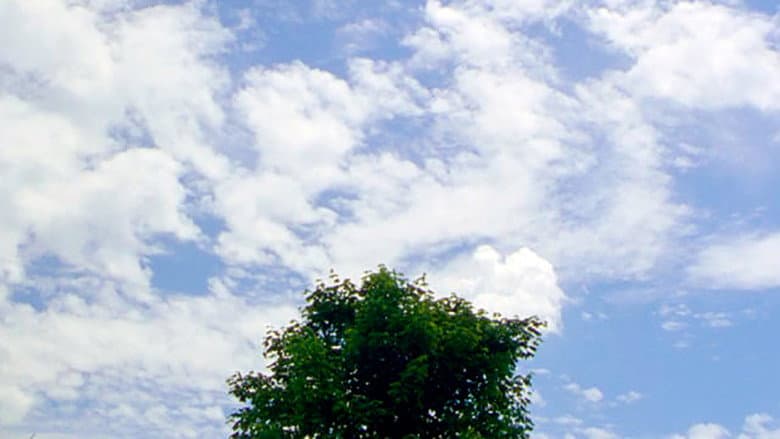 Tree still