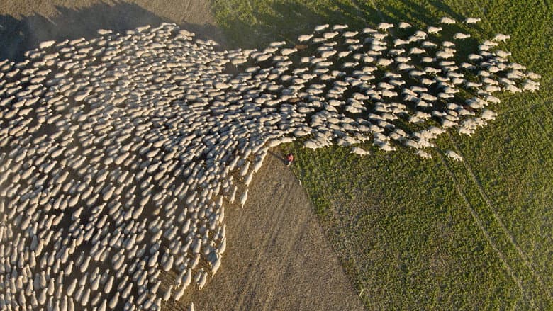 Wild & Wool still