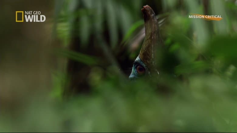 Dino Bird still