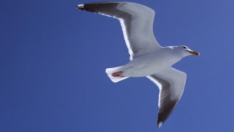 Jonathan Livingston Seagull still