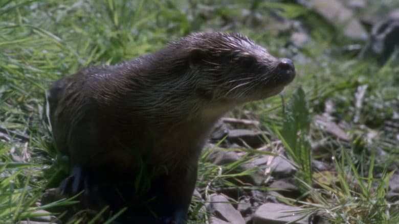 Tarka the Otter still