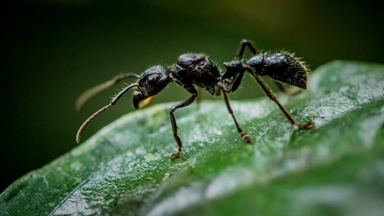 Fabulous Insects - Ants still