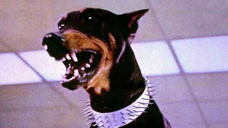 The Doberman Gang still