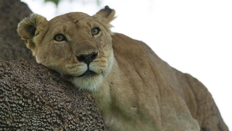 Lion: The Rise and Fall of the Marsh Pride still