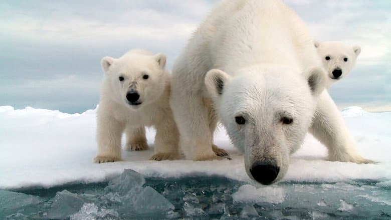 Snow Bears still