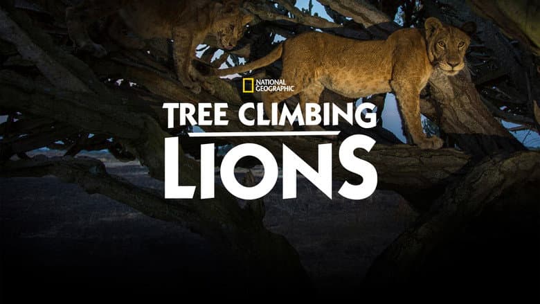 Tree Climbing Lions still