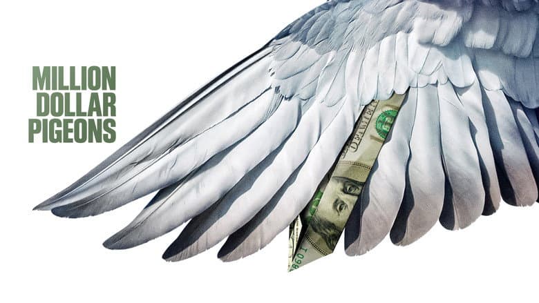 Million Dollar Pigeons still