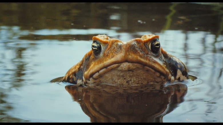 Cane Toads: The Conquest still