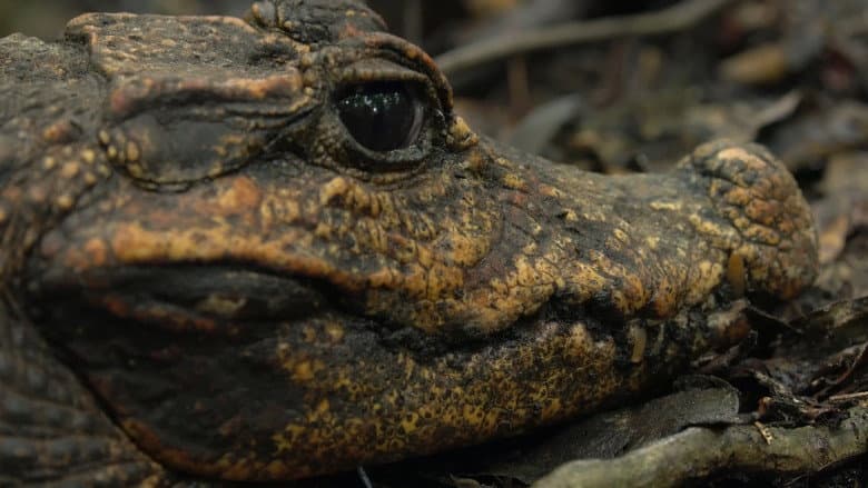 Cave Crocs of Gabon still