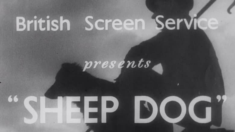 Sheep Dog still
