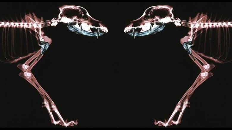 Rottweiler still