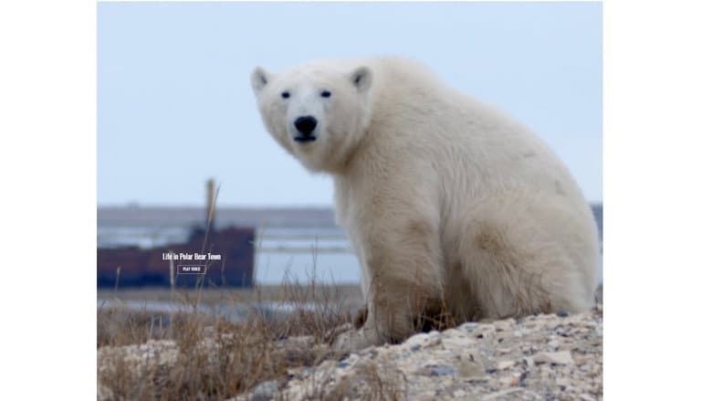 Life in Polar Bear Town with Gordon Buchanan still