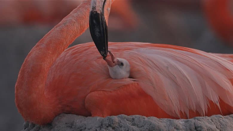 Flamingos: Life After the Meteorite still