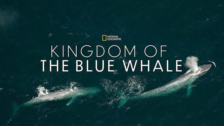 Kingdom of the Blue Whale still