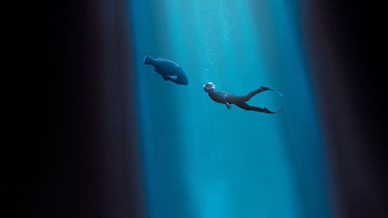 Blueback still