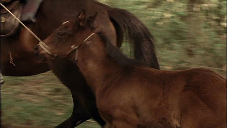 The Colt still