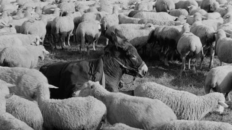 Au Hasard Balthazar still