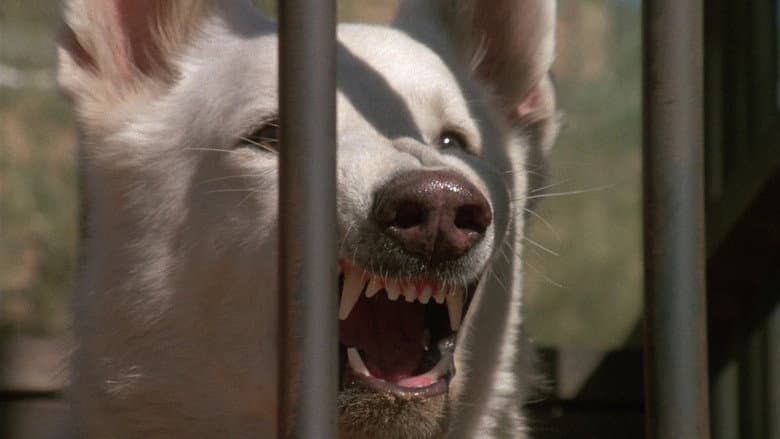 White Dog still