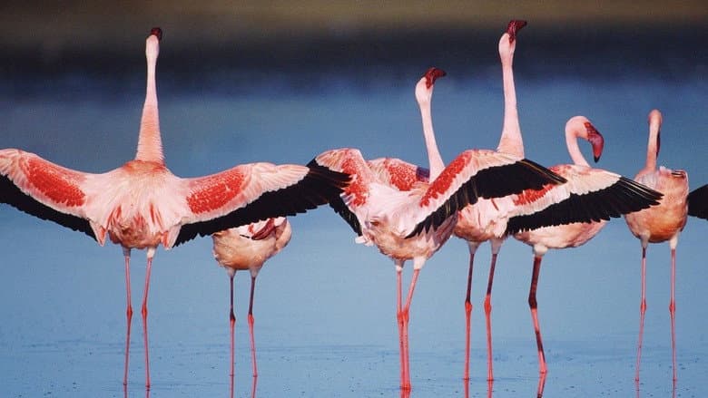 The Crimson Wing: Mystery of the Flamingos still
