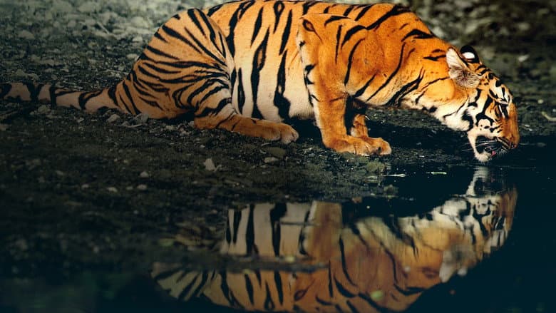 Counting Tigers still
