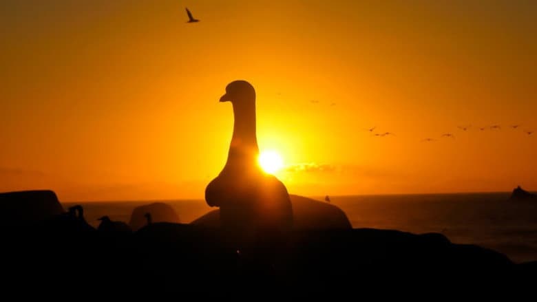 Gannets: The Wrong Side of the Run still