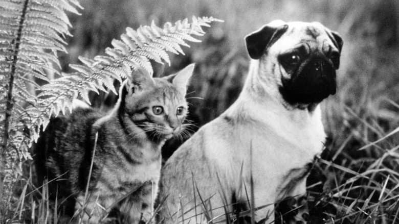 The Adventures of Milo and Otis still