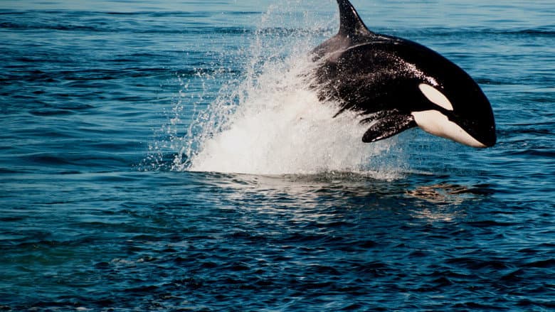 Orca Vs. Great White still