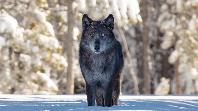 Une année parmi les loups still