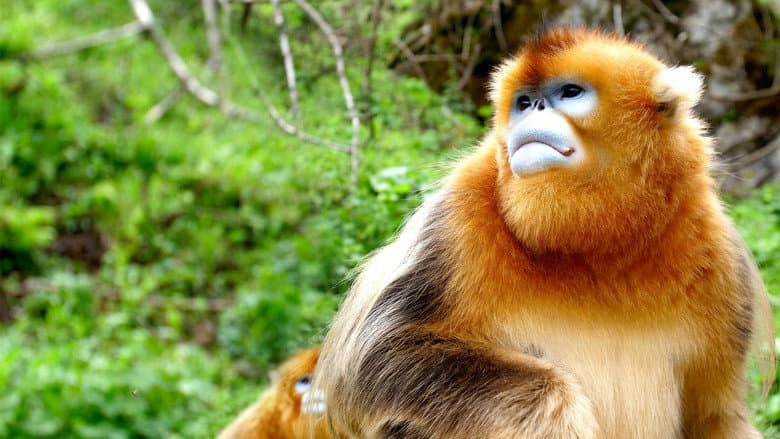 The Hidden Kingdoms of China still