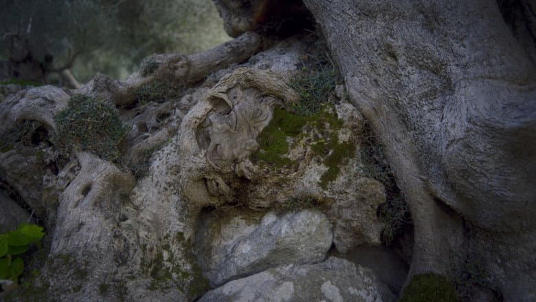 Pedra i oli still