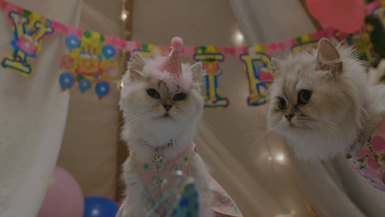 The Journey of the 12 Cats still