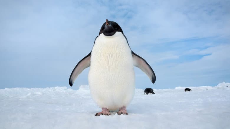 Penguins still