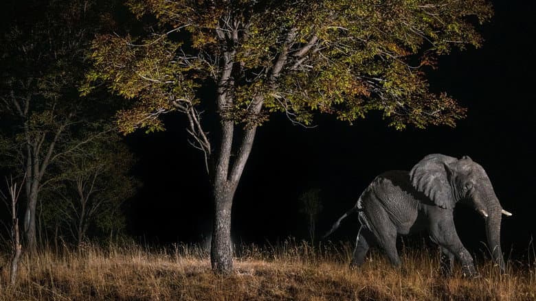 Ghost Elephants still